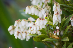 know your plants Angelonia