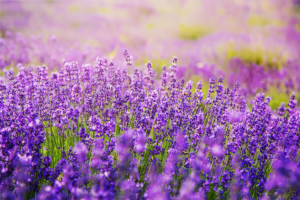 know your plants Angelonia