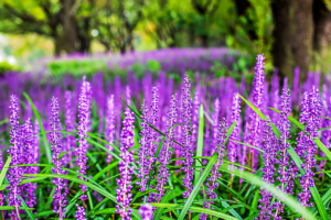 know your plants Angelonia