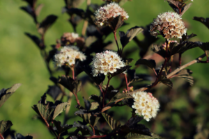 know your plants Angelonia