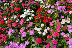 know your plants Angelonia