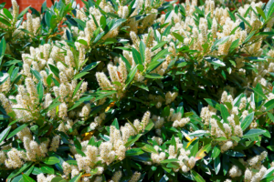 know your plants Angelonia