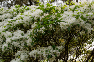 know your plants Angelonia