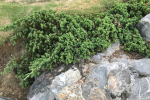 know your plants Angelonia