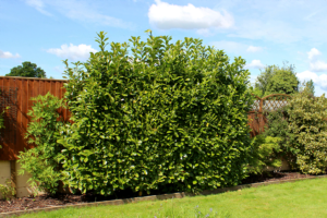 know your plants Angelonia