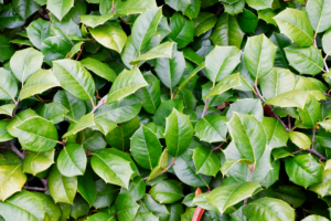 know your plants Angelonia
