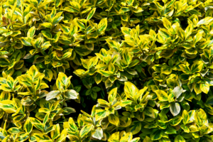 know your plants Angelonia