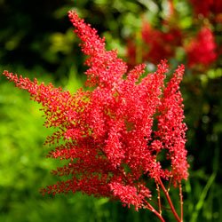 astilbe-4