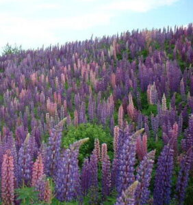 lupines3