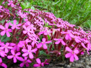 Saponaria