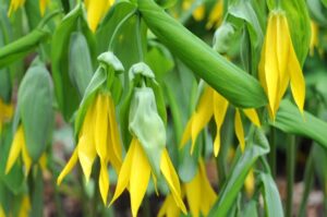 uvularia-grandiflora
