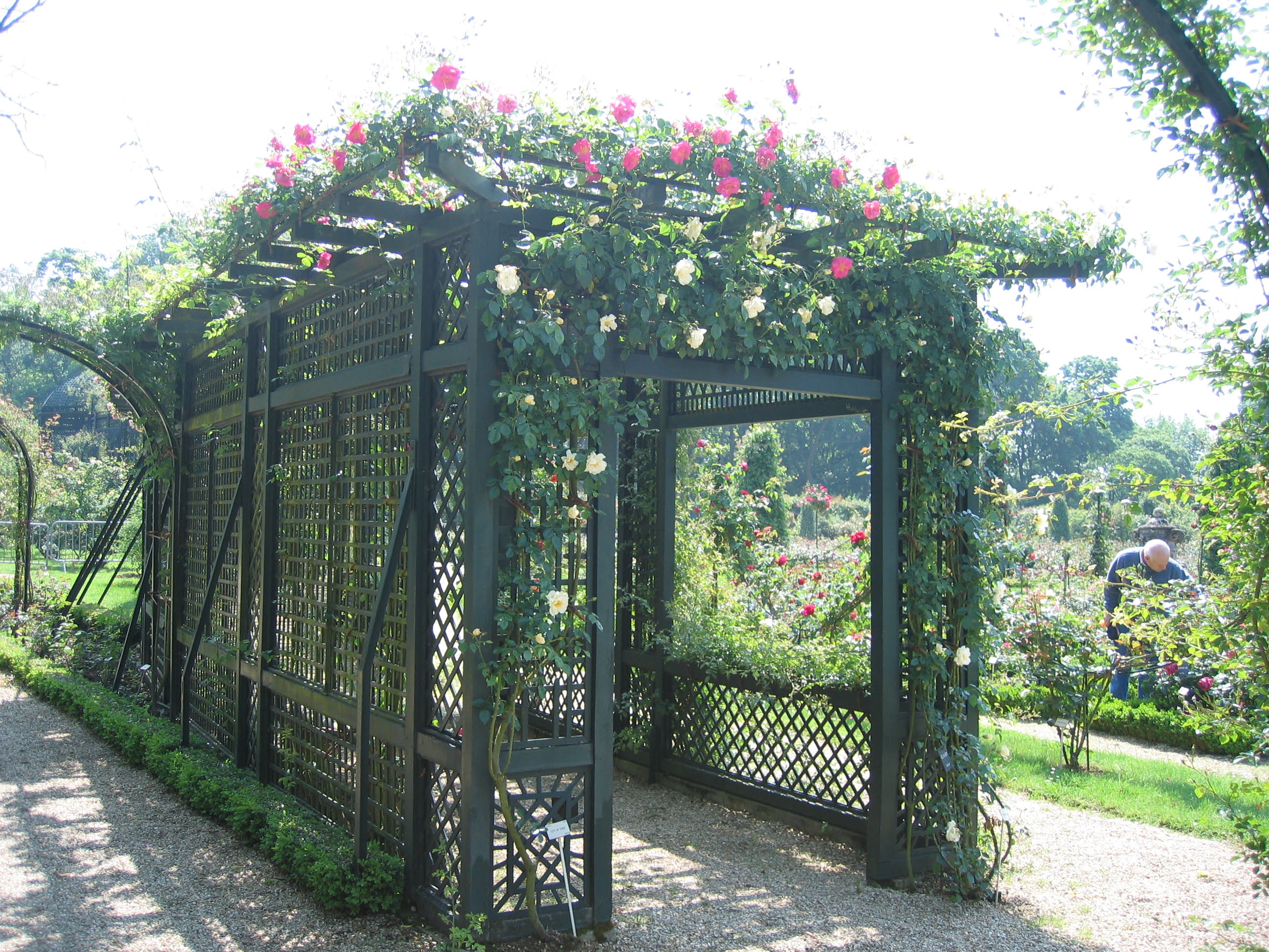 TRELLISES AND CLIMBING PLANTS, VINES