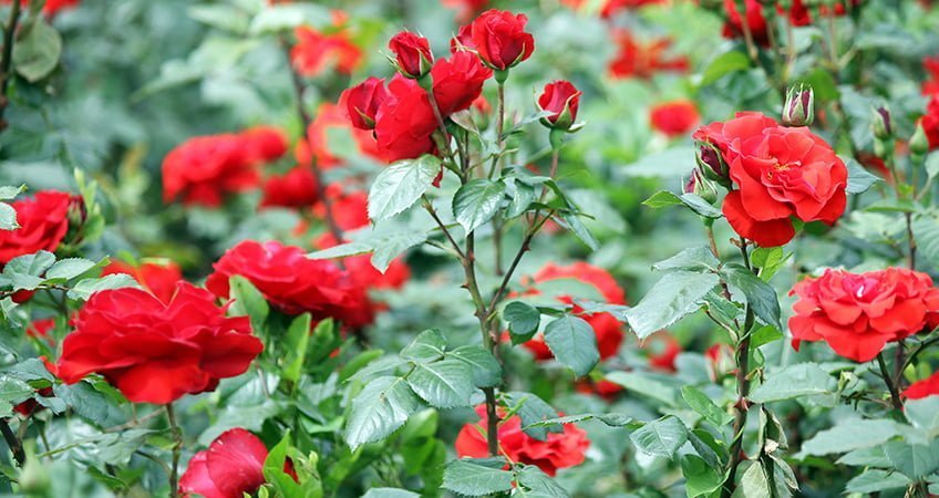 roses