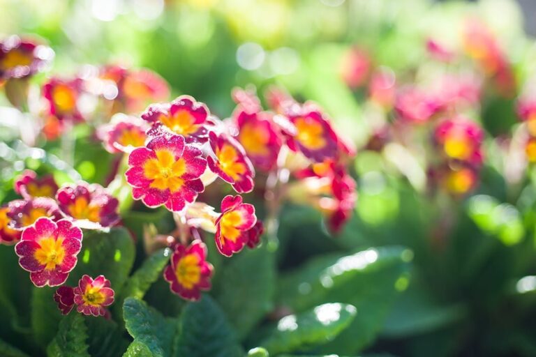 primrose
