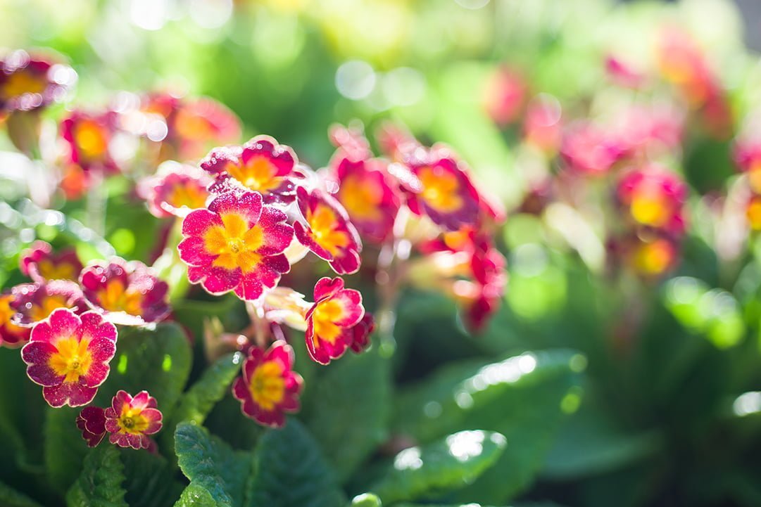 primrose