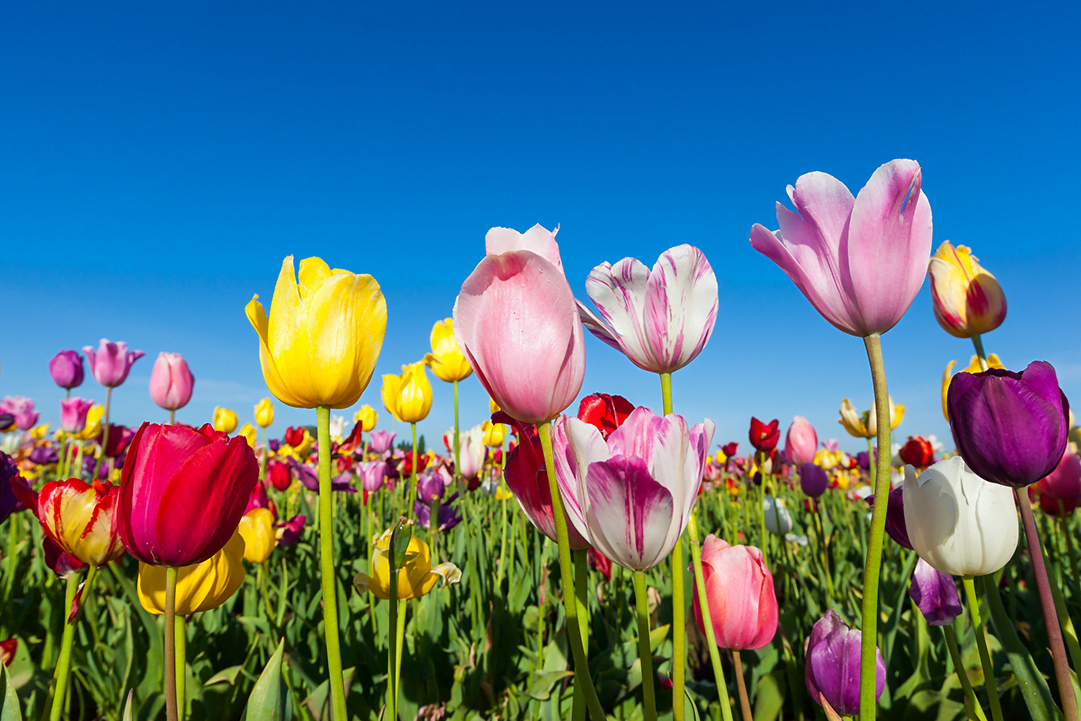 tulips