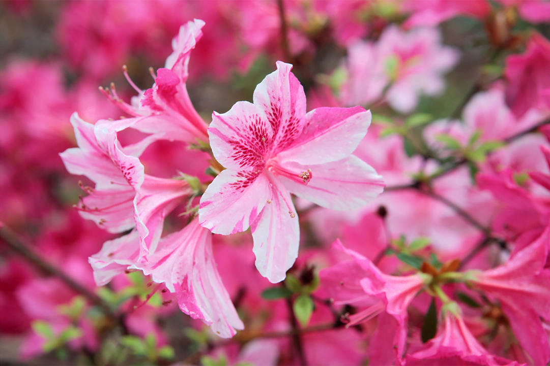 Azalea