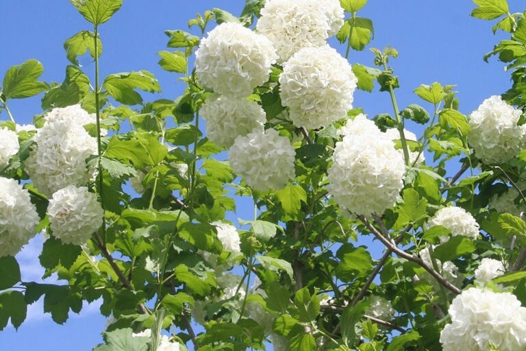Viburnum