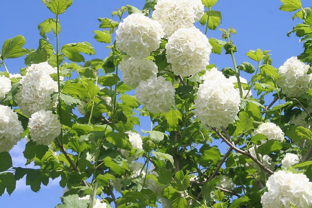Viburnum