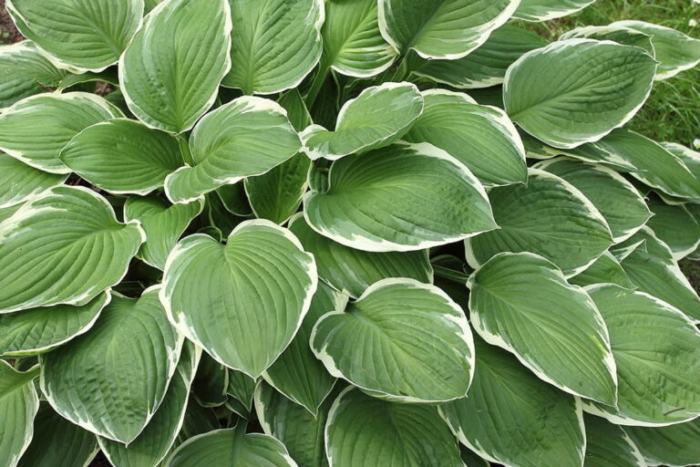 hosta