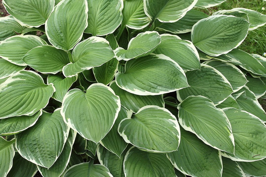 hosta