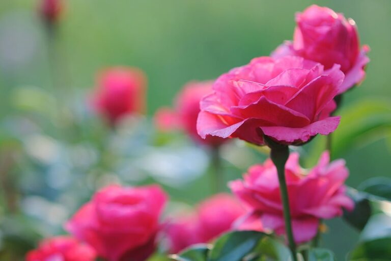 knockout roses
