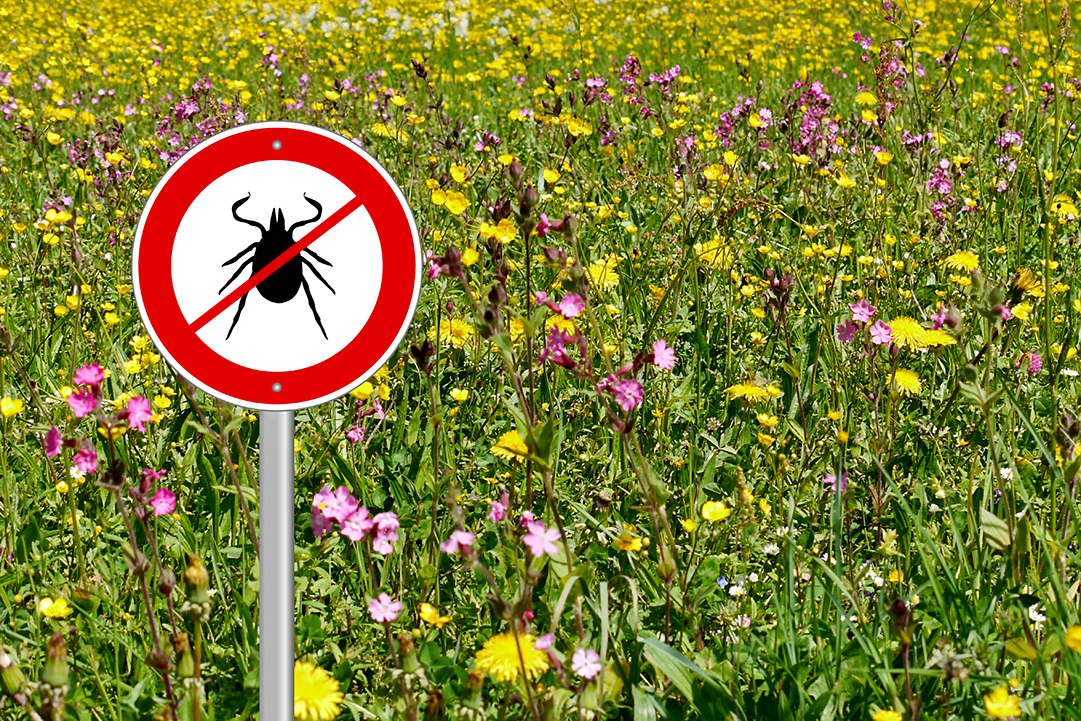 ticks 1