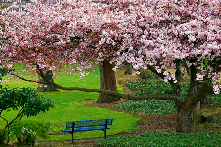 cherry blossom