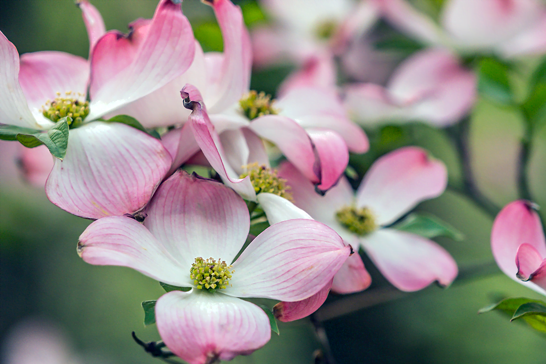 dogwood