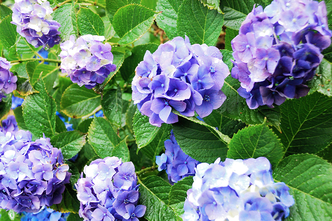 hydrangea