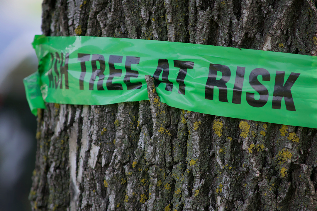 AshTreeEndangered