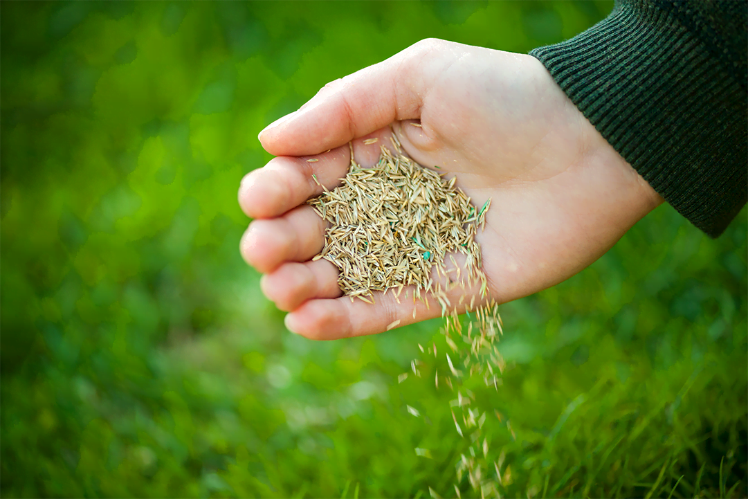 CoreAerationandOverseeding