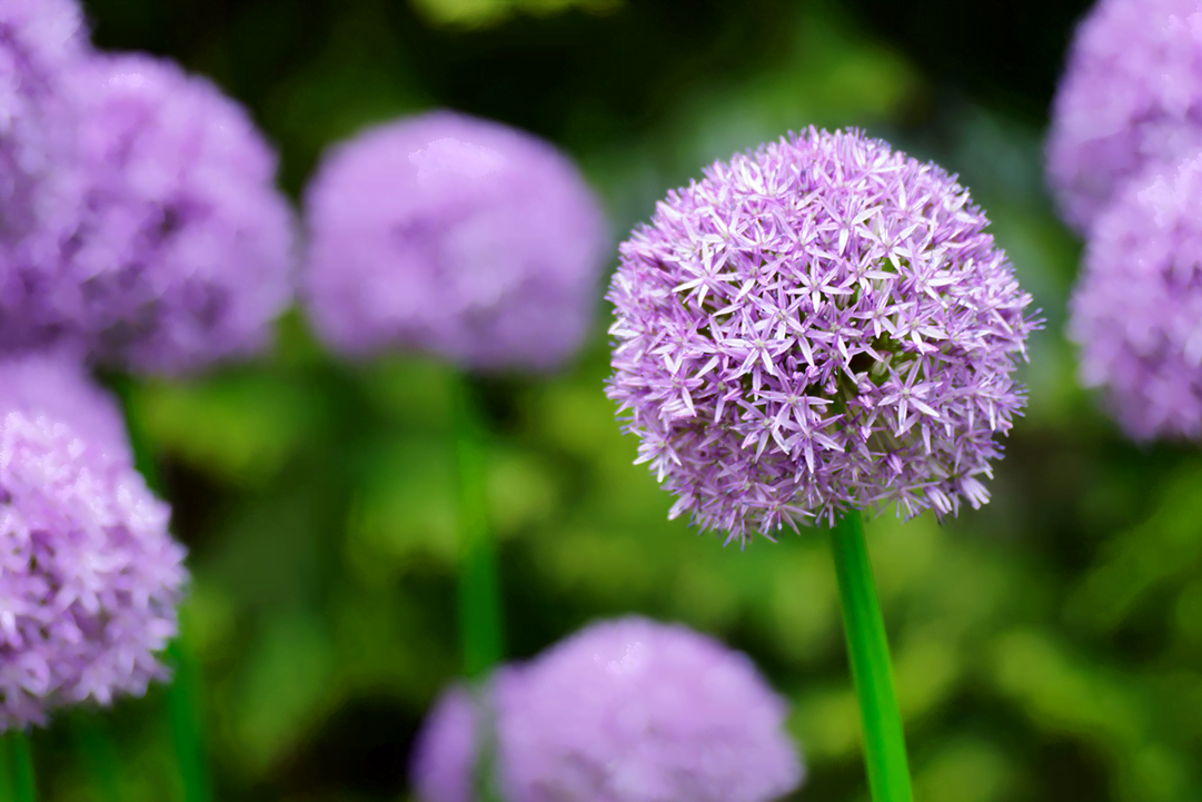 know your plants Allium
