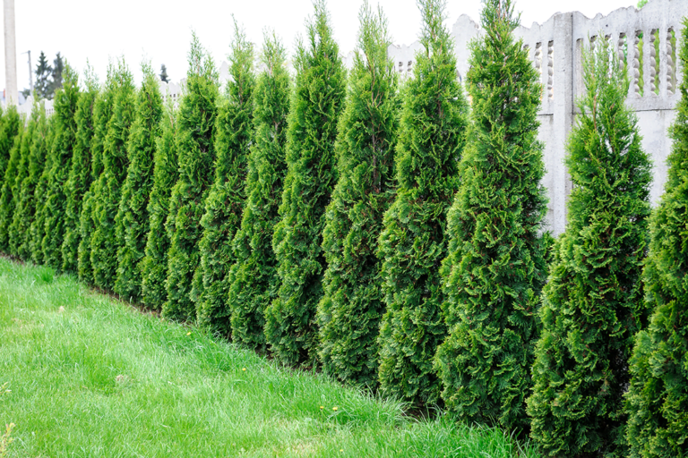 know your plants Arborvitae