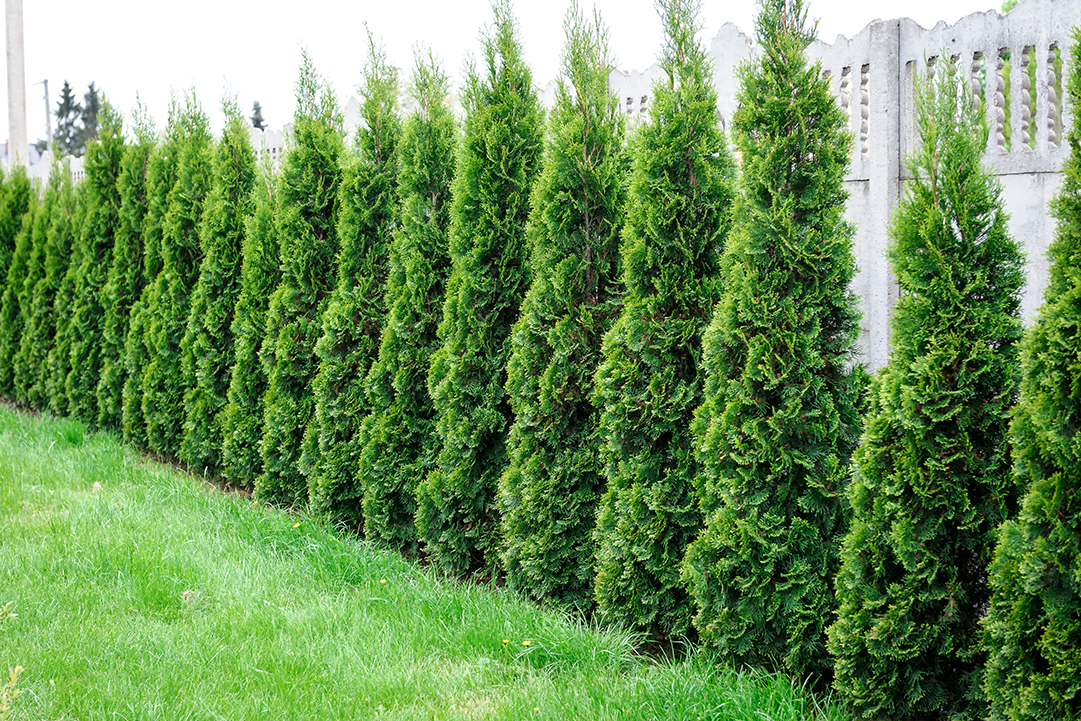 Emerald Green Arborvitae.