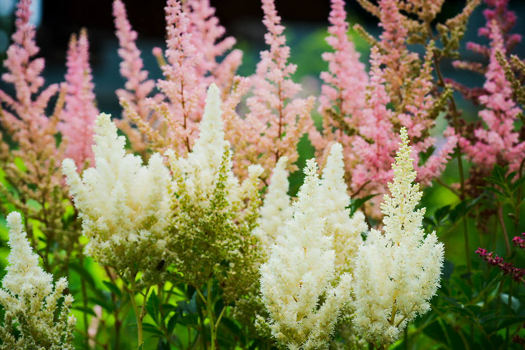 know your plants Astilbe