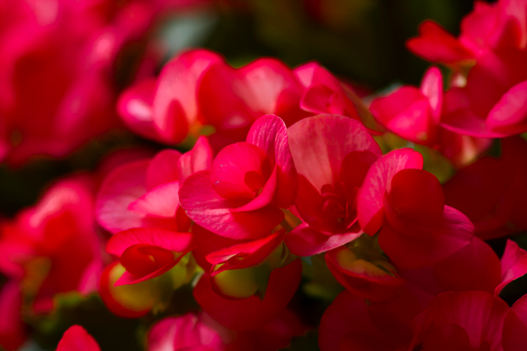 know your plants Begonia