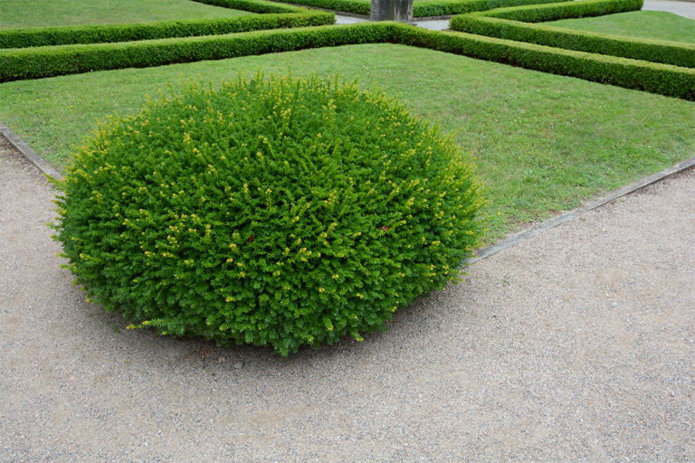 know your plants BirdsnestSpruce