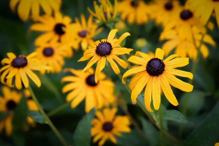 know your plants BlackEyedSusan