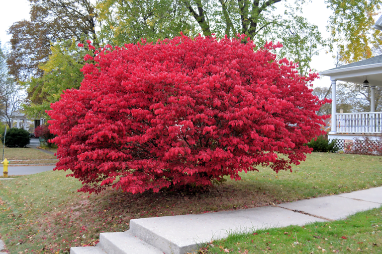 know your plants BurningBush