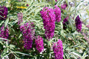 know your plants Angelonia