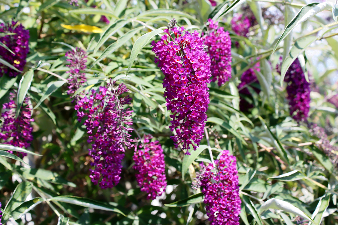 know your plants ButterflyBush