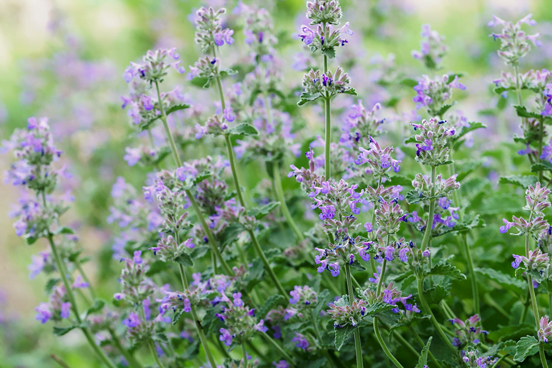 know your plants Angelonia.