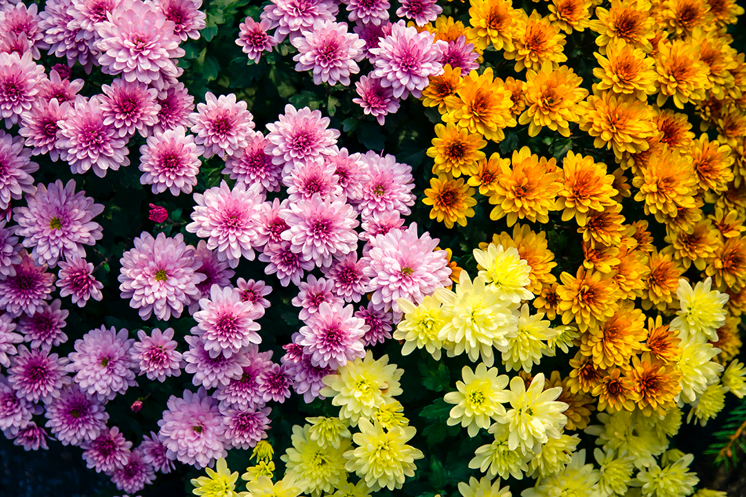 know your plants Chrysanthemum