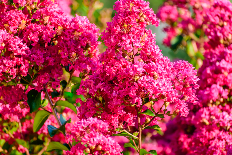 know your plants Crapemyrtle