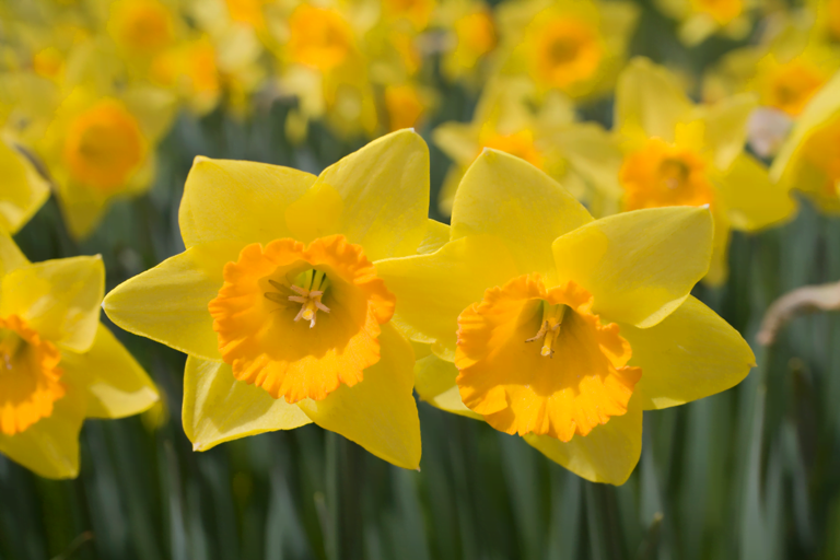 know your plants Daffodil