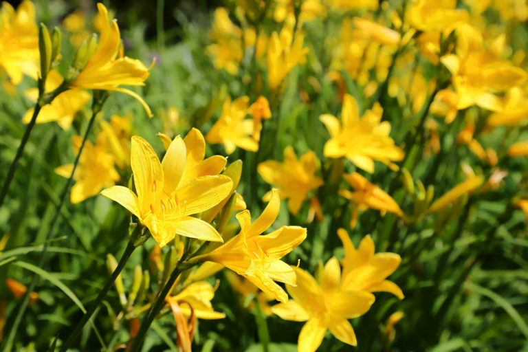 know your plants Daylily