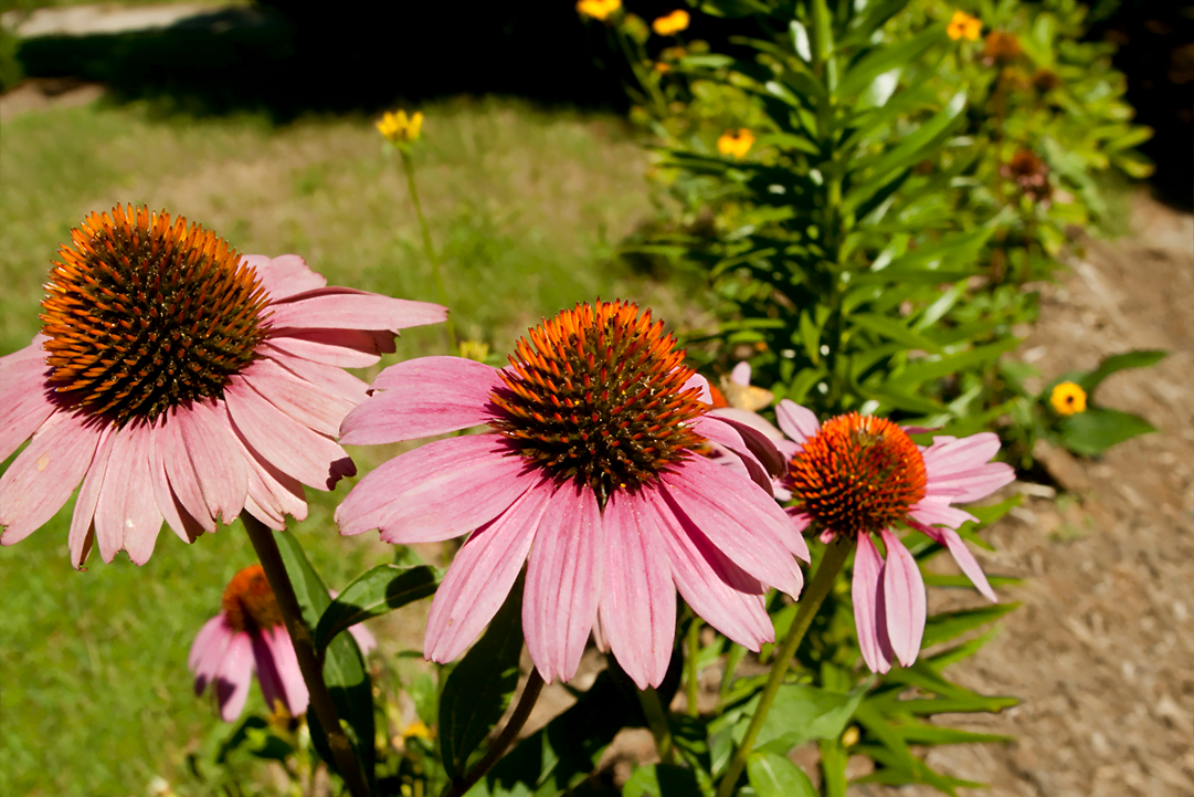 know your plants EchinaceaMagnus