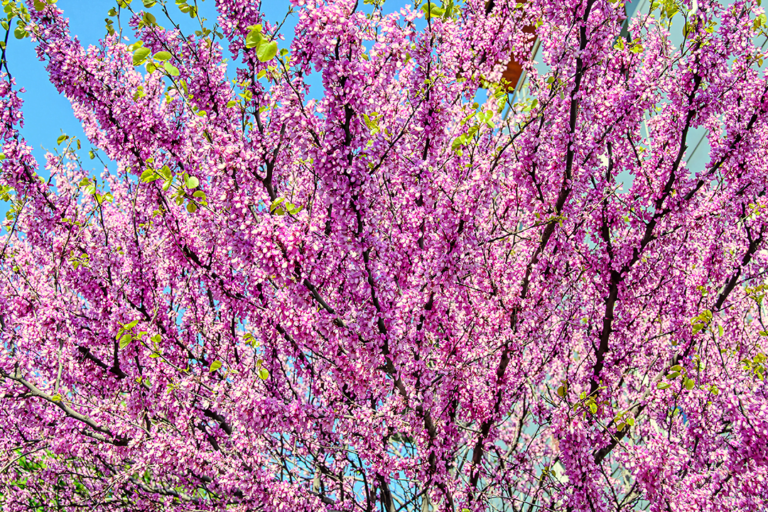 know your plants ForestPansyRedbud