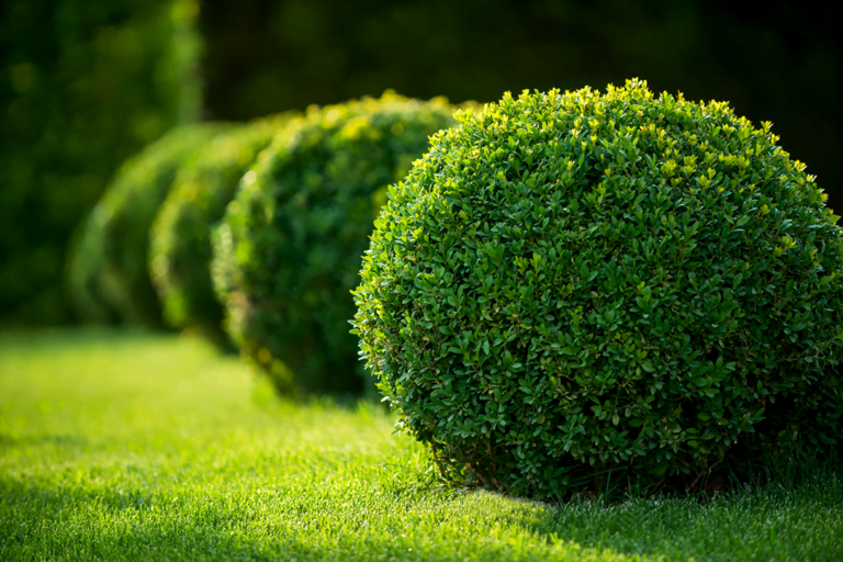 know your plants GreenVelvet